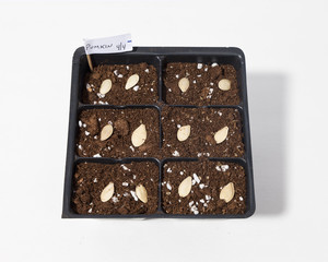 Seeding Cell Pack, White Background