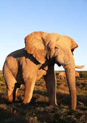 Huge African Elephant Male