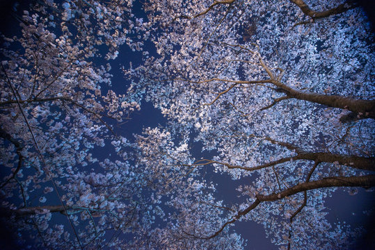 夜桜
