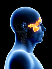 anatomy illustration showing the sinuses