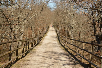 Paseo a traves del bosque en otoño