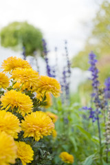 Yellow mums in a garden