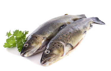 Brown trouts