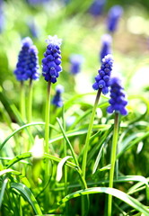 Armenian grape hyacinth
