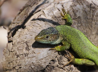 Eastern Green Lizard (male), Lacerta viridis