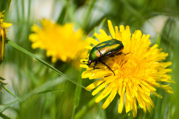 green beetle on yellow flower