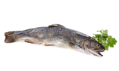 Brook trout