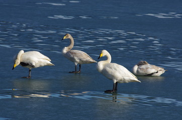 Whooper swans on ice