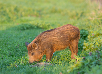 Wild boar