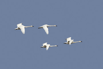 Group of Tundra Swans in Flight