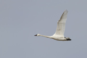 Tundra Swan in Flight