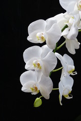 Orchideenrispe