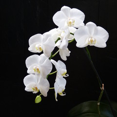 Fototapeta na wymiar Orchideenrispe weiß