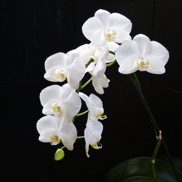 Fototapeta Orchideenrispe weiß