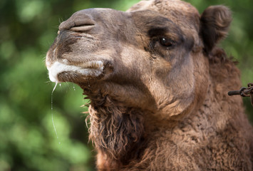 Camel