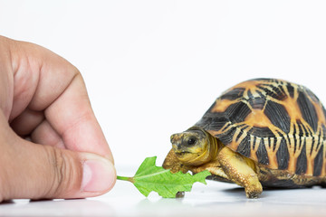turtle eat