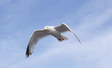 Mouette