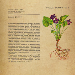 Vintage Background. Old Vintage Illustration. Vintage Paper