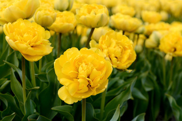 Obraz premium Gelbe Tulpen
