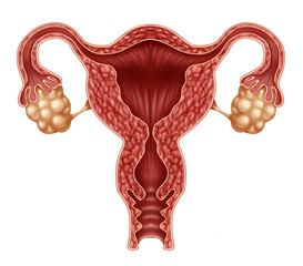 Uterus And Ovaries