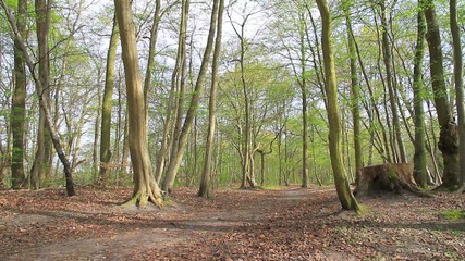 Father and Son running in the forest 