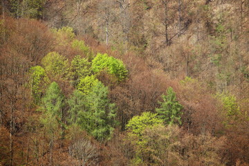 Frisches Laub im Frühjahr / hellgrün = Ahornbäume