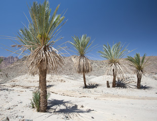 Date palm trees in a desert valley