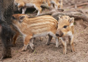 boars