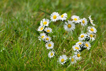Herz aus Gänseblümchen © DoraZett