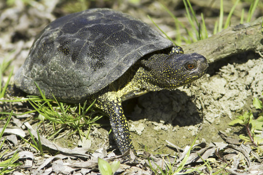 The European pond terrapin  / Emys orbicularis