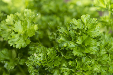 Parsley Plant (close-up shot)