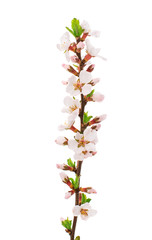 Fototapeta na wymiar Apricot branch with flowers