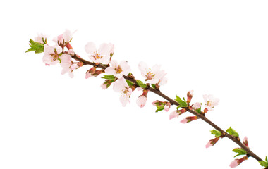 Apricot branch with flowers