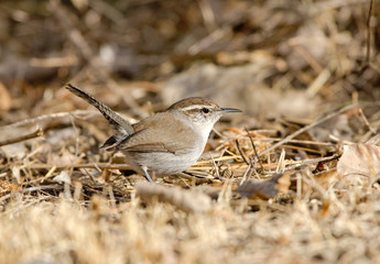 Bewick's Wren Foraging on the Ground