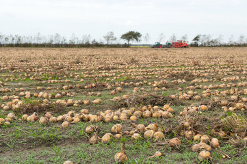 Fototapeta premium Onions in the fields