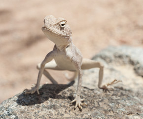 Egyptian desert agama lizard on a rock