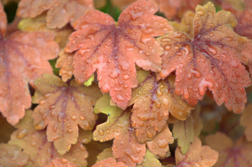 heuchera, sweet tea