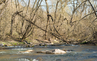 landscape in early spring