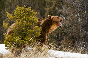 Grizzly Bear