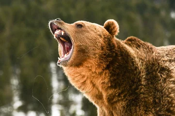 Zelfklevend Fotobehang Grizzly Bear © seread
