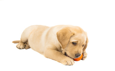 labrador puppy isolated