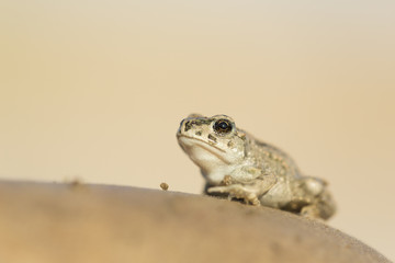 European green toad