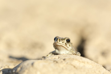 european green toad
