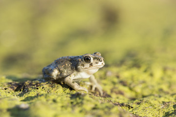 european green toad