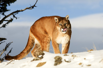 Mountain Lion