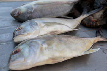 Fresh fish on the market