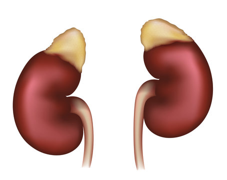 Kidneys realistic medical illustration