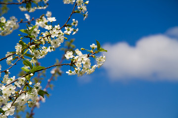 Flowering branch