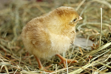 Image of day old chick, close-up