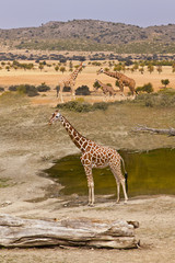 Giraffe (Giraffa camelopardalis)